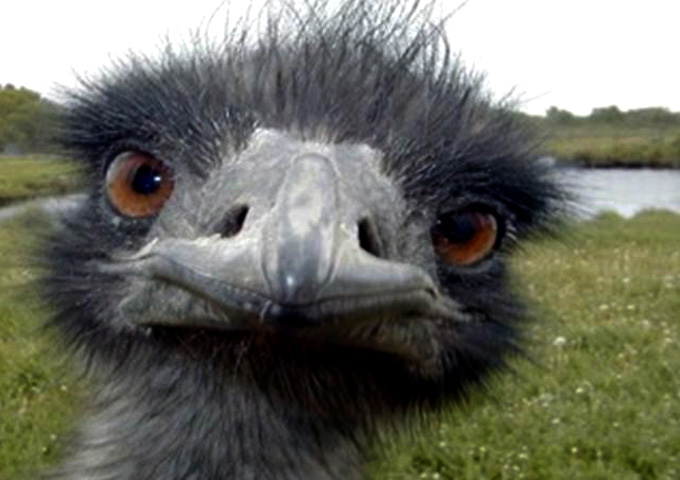 ostrich